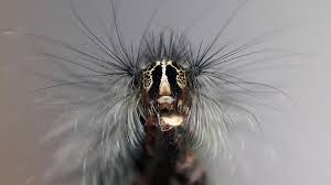 Diese Raupen Sind Gefahrlich Fur Menschen