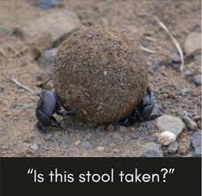 Dung Beetle Joke