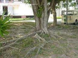 Maybe you would like to learn more about one of these? The Weeping Fig Ficus Benjamina Indoor And Out Dave S Garden