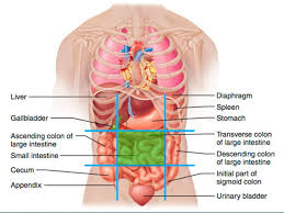 We did not find results for: Today S Agenda Next Class Quiz Over Gi Anatomy Be Prepared To Label Also Know Quadrants And Regions Common Gi Word Parts To Know To Identify Ppt Video Online Download