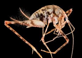 The camel cricket, which is also referred to as a cave cricket and spider cricket or spricket is a what are camel crickets? Tachycines Asynamorus Wikipedia