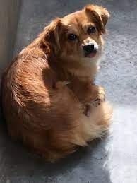 Pasadena Humane Society December 2016 Humane Society Animals Corgi