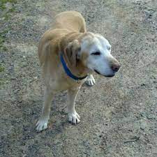 He Is A 15 Year Old Yellow Lab His Name Is Sammy Sam He Is Deaf And Has A Bad Hip But Some How He Still Has The Energy Labrador Retriever