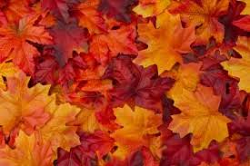 紅葉 こうよう もみじ の英語 紅葉狩りを英語で説明