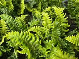 Image result for Dryopteris kilemensis