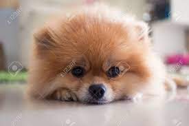 Check spelling or type a new query. Pomeranian Welpen Hund Susse Haustiere Im Haus Lizenzfreie Fotos Bilder Und Stock Fotografie Image 42449911