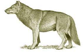 Dire Wolf Florida Dire Wolf Largest Wolf Largest Wolf Species