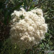 Image result for Cassinopsis tinifolia