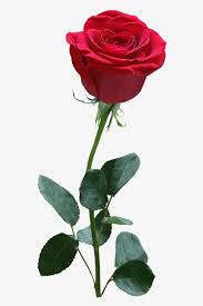 Rose Flower Red Png Image And Clipart Love Rose Flower Beautiful Rose Flowers Rose Flower Png