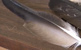 Riesenauswahl an elektronikartikeln zu bestpreisen. Navajo Zoo Receives Permit To Provide Protected Eagle Feathers Cronkite News Arizona Pbs