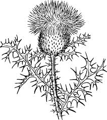 Pix For Scottish Thistle Clipart Flower Line Drawings Scottish Thistle Thistle Flower In gratitude of this victory, the plant became known as the guardian thistle and was then adopted as the national symbol of scotland. flower line drawings scottish thistle