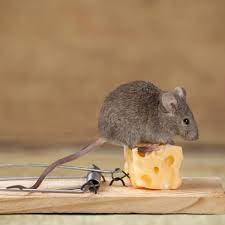 Our Neighbour Has Mice How Can We Stop Them Getting Into Our House