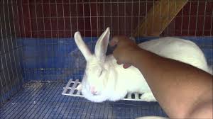 Image result for scabies rabbits ears