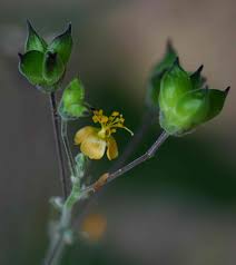 Image result for Wissadula