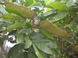 Image result for Berlinia