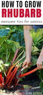 How To Grow And Care For Rhubarb Growing Rhubarb Vegetable Garden Tips Rhubarb Plants