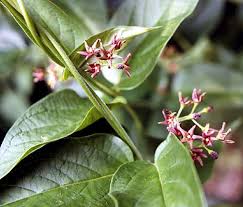 Image result for Vincetoxicum