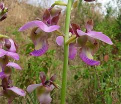 Image result for Zeuxine africana