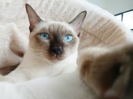 Siamese cats are a unique breed, with long, slim legs and enchanting blue eyes. 9 Types Of Siamese Cats An Overview With Pictures