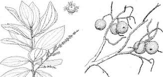 Image result for Anisophyllea boehmii