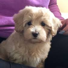 The maltipoo is a cross between a maltese and toy or miniature poodle. Maltipoo Poodle Mixes Off 55 Www Usushimd Com