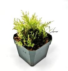 Image result for Crepidomanes