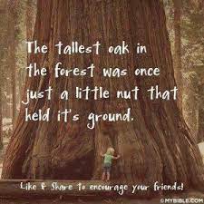 Pin On Inspiring Trees