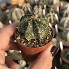 Image result for Biophytum crassipes