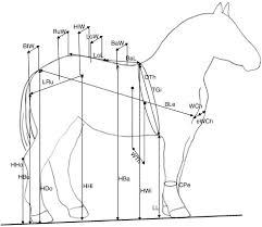 We are offering for sale these two beautiful paso fino horses. Morphological And Genetic Characterization Of Spanish Heavy Horse Breeds Implications For Their Conservation Sciencedirect