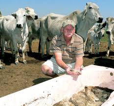 (2004) for chinese simmental cattle but higher compared to pico et al. Brahman Cattle Raised Without Intervention