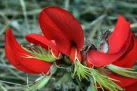 Image result for Erythrina × coddii