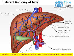 Anatomically, the liver is a meaty organ that consists of two large sections called the right and the left lobe. Diagram Diagram Of Inside Of The Liver Full Version Hd Quality The Liver Hassediagram Democraticiperilno It