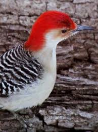 Birds With Red Heads Handsome Redhead Bird Photography Beautiful Birds Bird Photo