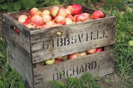 Chill hours for fruit trees. 7 Easy Steps To Creating An Orchard In Your Own Yard Plan Your Patch