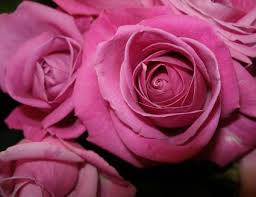 Image result for tea roses