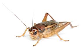 The compounds present in neem oil enter the insects' peppermint oil is another essential oil that can be used to get rid of camel crickets. How To Get Rid Of Crickets The Best Way