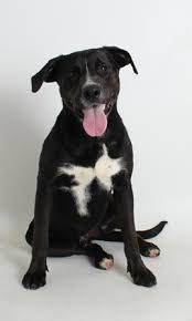 Maybe you would like to learn more about one of these? Dog Rescue And Adoption In California