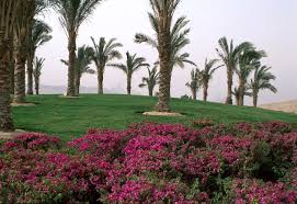 Transformed from hills of rubble, al azhar park is a natural, organic landscaped area with an array of amenities next to a dense, urban community and medieval monuments. Al Azhar Park Parks