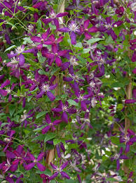 Maybe you would like to learn more about one of these? Clematis Flammula Sweet Summer Love Pbr Mandel Waldrebe Sweet Summer Love