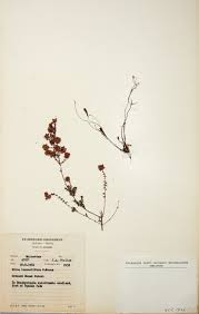 Image result for Erica lanceolifera