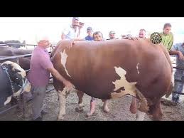 En Buyuk Ve Pahali Kurbanlik Boga Ile Tanisin Youtube Boga Hayvan Akbas