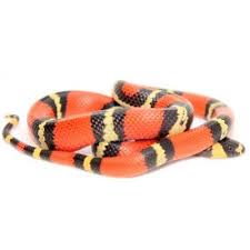 Lampropeltis Triangulum Hondurensis Faux Corail Du Honduras Ils peuvent être divisés en deux groupes distincts, le groupe du nouveau monde et le groupe de l'ancien monde. lampropeltis triangulum hondurensis faux corail du honduras