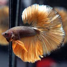 Depend on the individual betta, and its mood. Pin By Todd Bertagnolli On Beautiful Betta Fish Betta Fish Betta Aquarium Betta