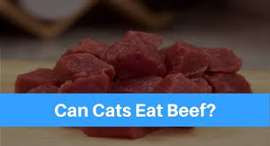 Thinking about giving your kitty some of the extras off your plate? Can Cats Eat Beef