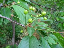 Cherry trees generally start bearing fruit in their fourth year; Wild Cherries For Those Who Ve Got The Glands Grunewald Foraging