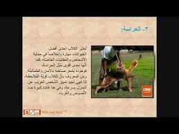 بيتس جوت ويب تقدم لكم فوائد تربية الكلاب petsgotweb pets animals dogs