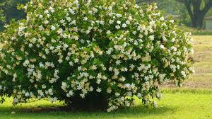 Pin By Izolda Adams On Garden Plants Gardenia Trees Propagating Plants