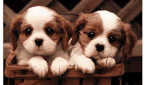Dog wallpaper cute wallpaper backgrounds cute wallpapers dogs tumblr cat icon cute cats and dogs big dogs dog logo dog illustration. Gif Wallpaper Dog Nice