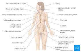 Lymphatic System Quizzes And Free Diagram Worksheets Kenhub