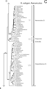 Image result for Ranunculus oreophytus